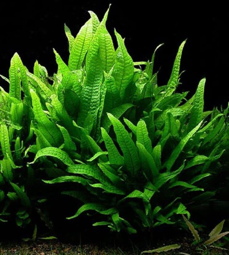 Java Fern: Komplet plejeguide (arter, plantning og formering)