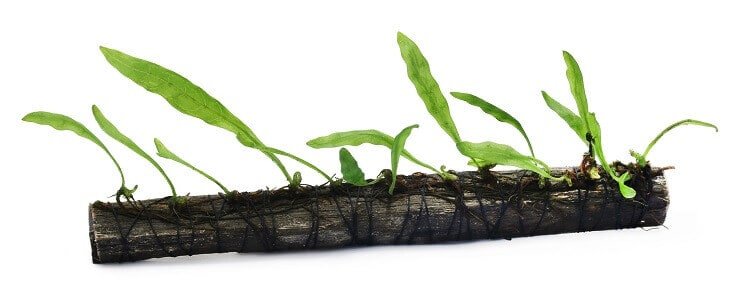 Plantning