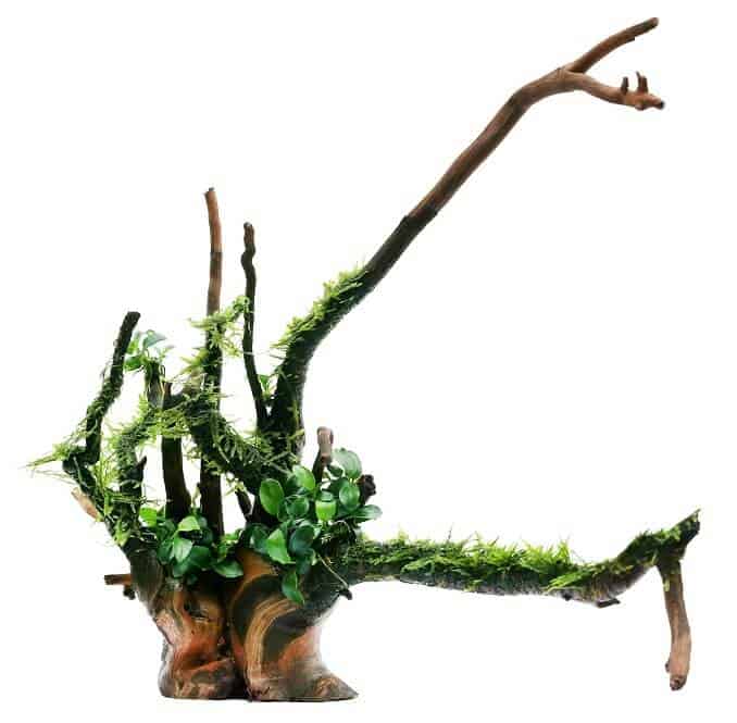Java mos og Anubias på træ