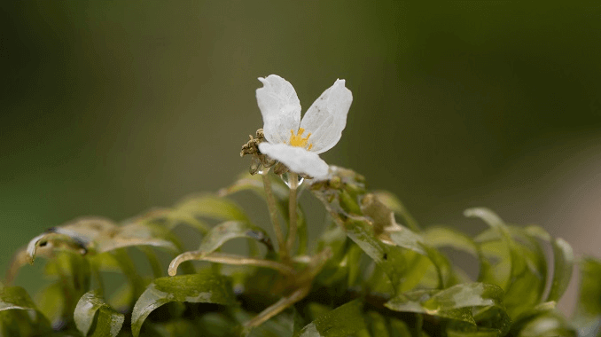 Anacharis blomst