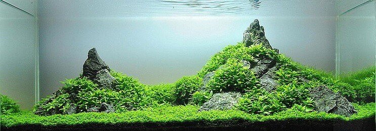 Staurogyne Repens Udseende