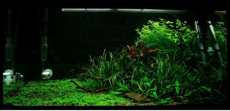 Tankforhold Staurogyne repens