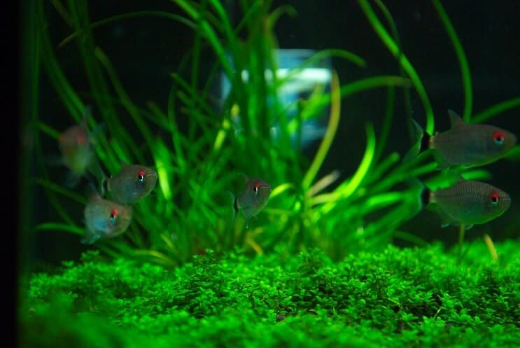 Tankkammerater til Staurogyne Repens