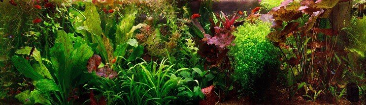 Hollandsk Aquascape