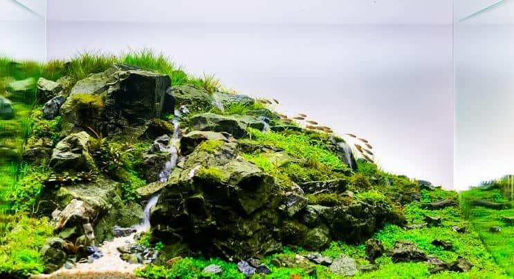 Naturlig Aquascape