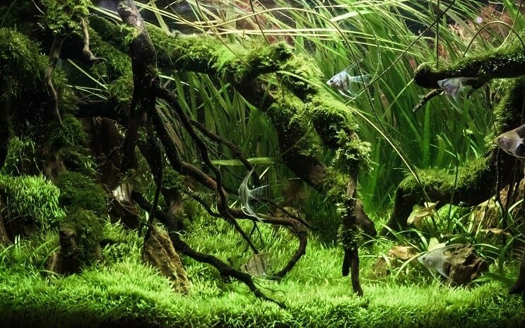 Plantet tank