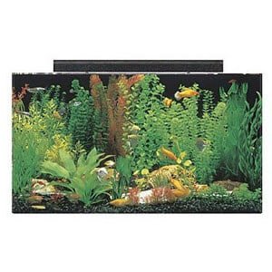 50 gallon tank ideel til et stort paludarium