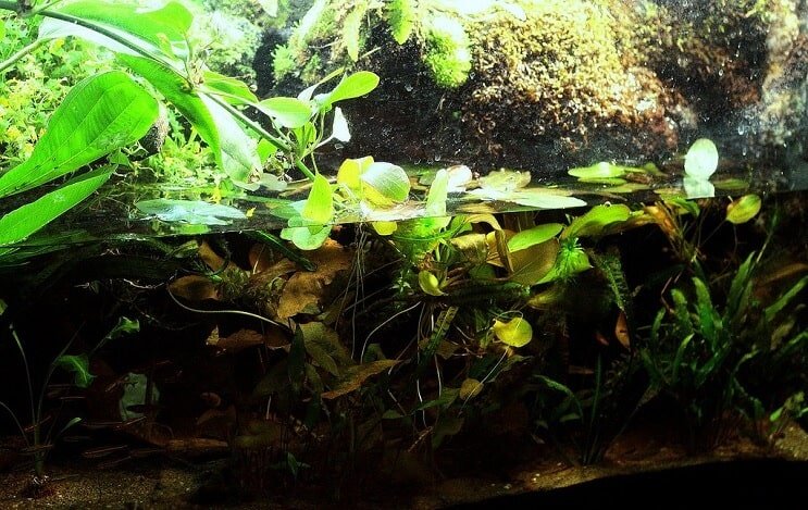 Paludarium opsætning