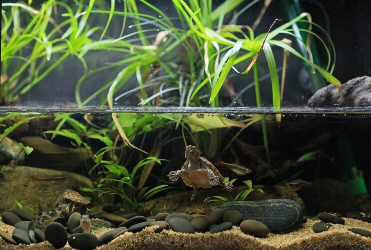 Paludarium Vedligeholdelse