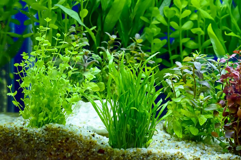 Bedste planter til Betta Fish
