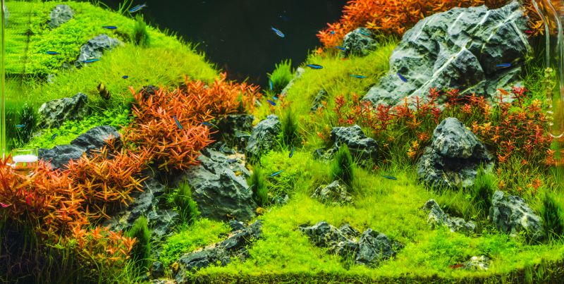 Bedste planter til Betta Fish