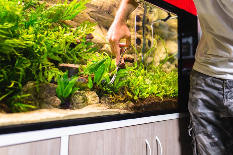 Bedste planter til Betta Fish