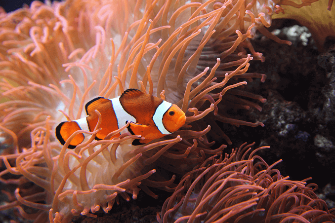 Ocellaris klovnfisk