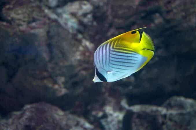 Auriga sommerfuglfisk