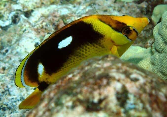 Fourspot sommerfuglfisk