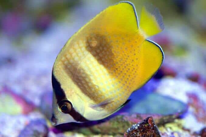 Orange sommerfuglfisk