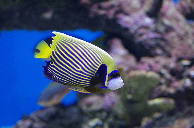 Voksen kejser angelfish