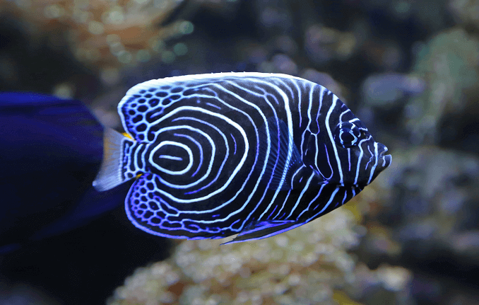 Unge kejser angelfish