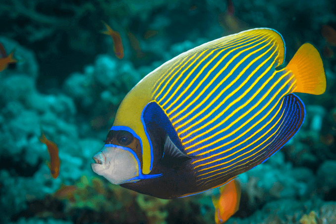 Kejser Angelfish Three