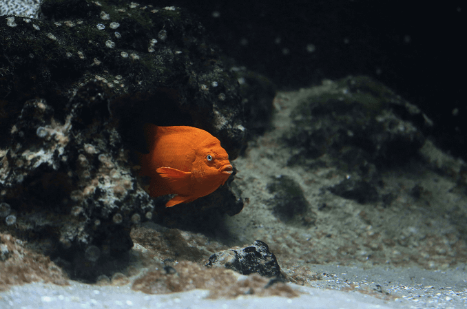 Påkrævet habitat