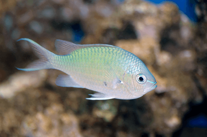 Grøn Chromis udseende