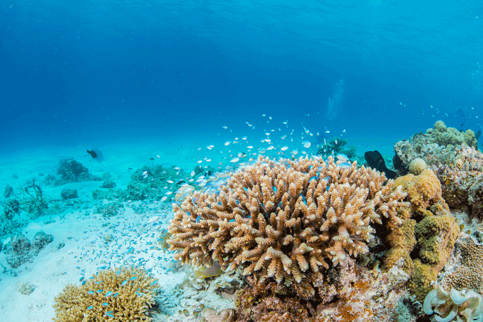 Grøn Chromis Schoal