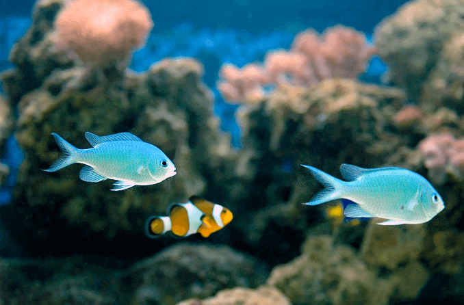 Grøn Chromis-kompatibilitet