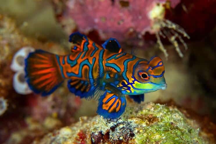 Mandarin Dragonet Udseende