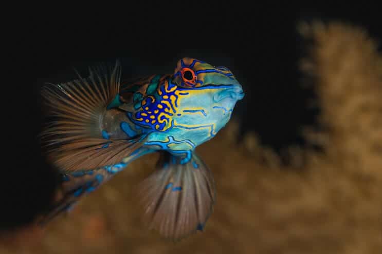 Mandarin i akvariet