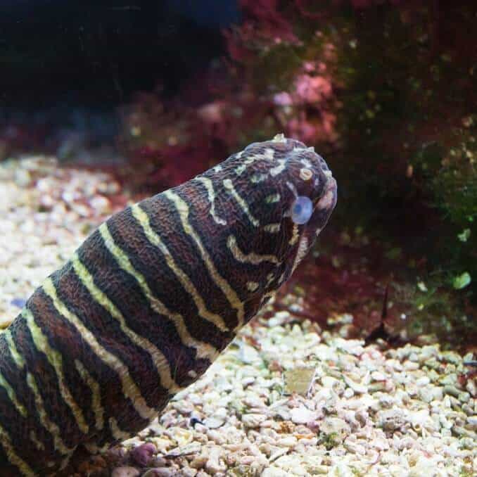 Zebra Moray ål