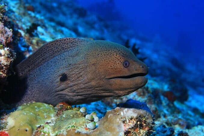Kæmpe Moray ål