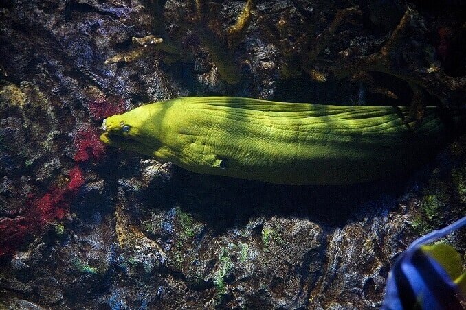 Grøn Moray ål