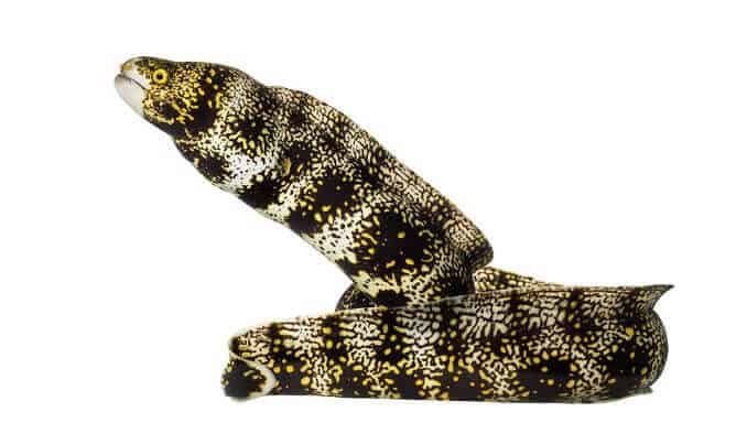 Snefnug Moray ål