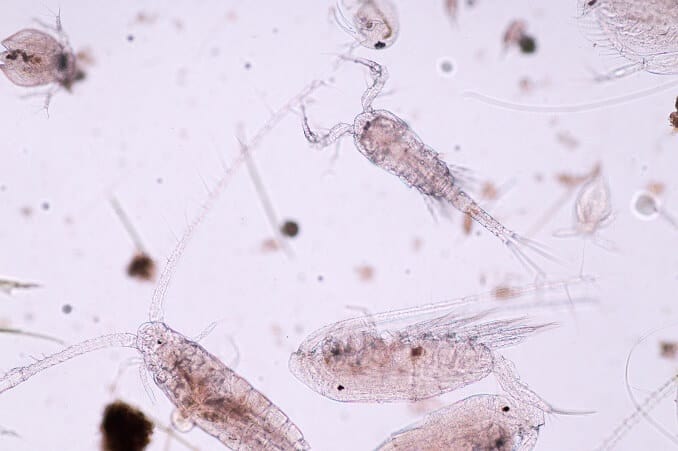 Pipefish diæt og mad
