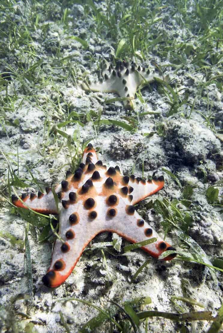 Chokolade Chip Starfish